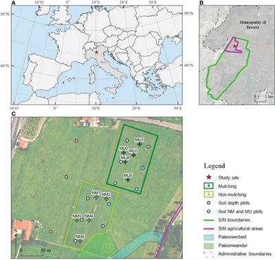 Mulching in lowland hay meadows drives an adaptive convergence of above- and below-ground traits reducing plasticity and improving biomass: A possible tool for enhancing phytoremediation